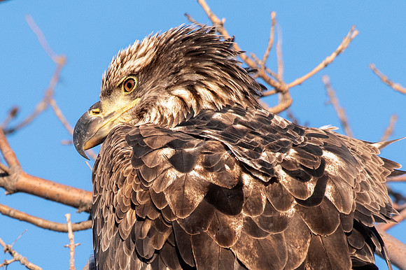 Juvenile Eagle