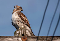 Red-Tailed Hawk on post