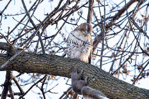 Red-tailed Hawk and Squirrel 6