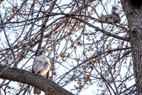 Red-tailed Hawk and Squirrel 1