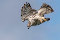 Red-Tailed Hawk Diving Sept 2021