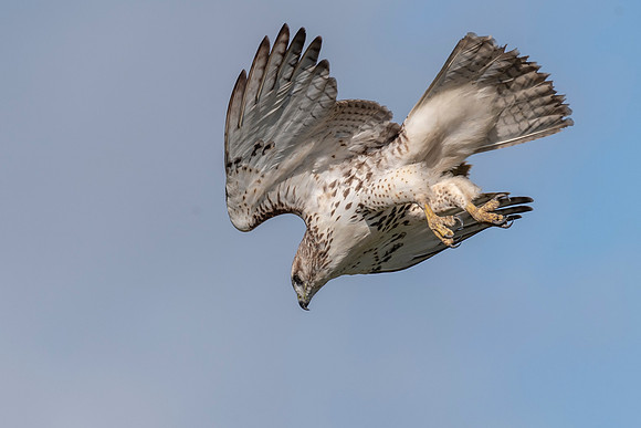 Red-Tailed Hawk Diving Sept 2021