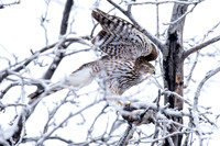 Coopers Hawk on Frosty Day