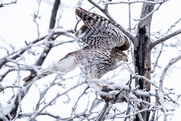 Coopers Hawk on Frosty Day