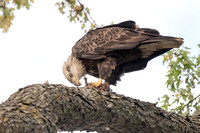 Eagle with red squirrel