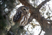 Saw-whet 1