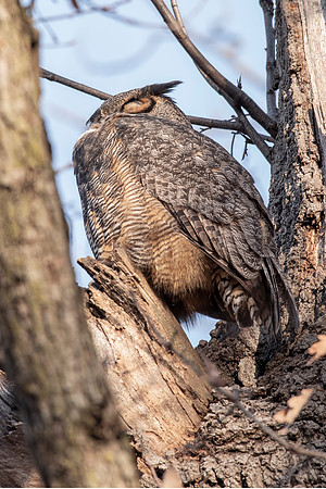 GHO male napping