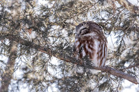 Saw-whet 2 sleeping