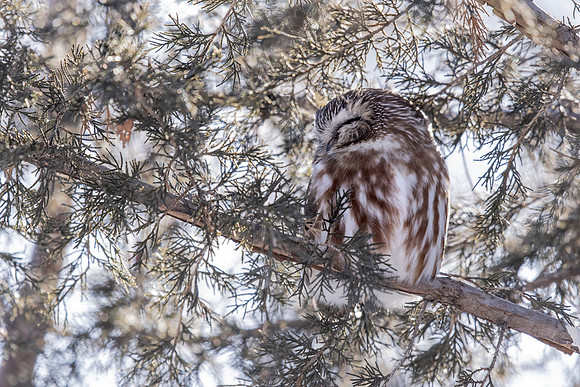 Saw-whet 2 sleeping