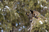 GHO male napping