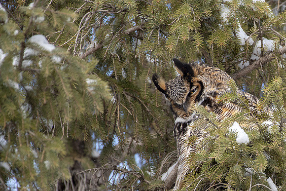 GHO male napping