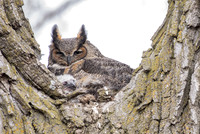 GHO female  & owlet