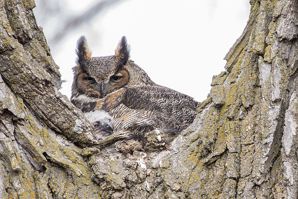 GHO female  & owlet