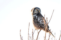 Northern Hawk Owl high key