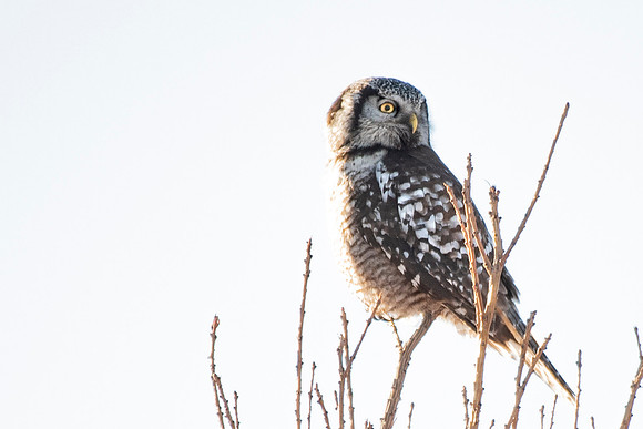 Northern Hawk Owl high key