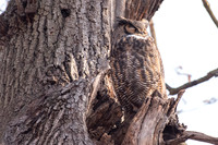 GHO male sleeping