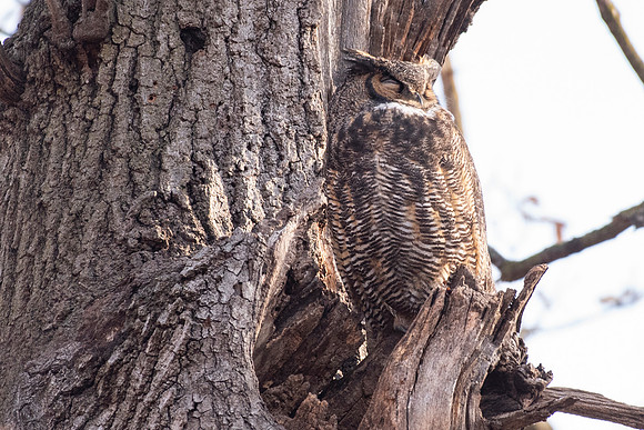 GHO male sleeping
