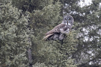 Great gray perched
