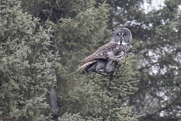 Great gray perched
