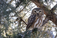 Saw-whet eyes open