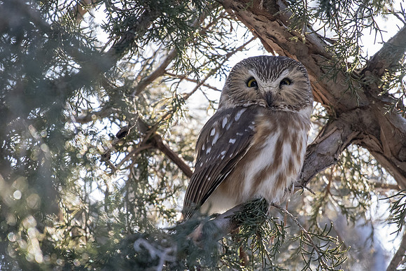 Saw-whet eyes open