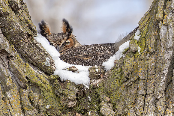 GHO female post snowstorm