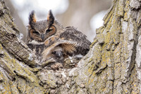 GHO female and owlet under wing