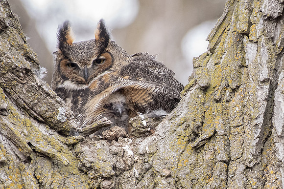 GHO female and owlet under wing