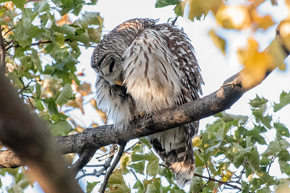 Polk St. Barred Owl 1