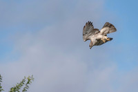Red-Tailed Hawk Diving Wide Sept 2021