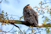 Great-horned Owl Sleeping Adult
