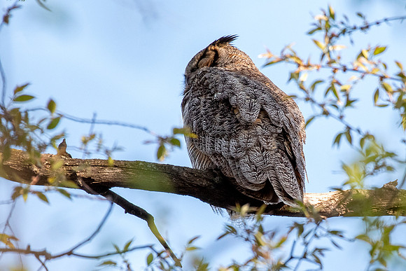Great-horned Owl Sleeping Adult