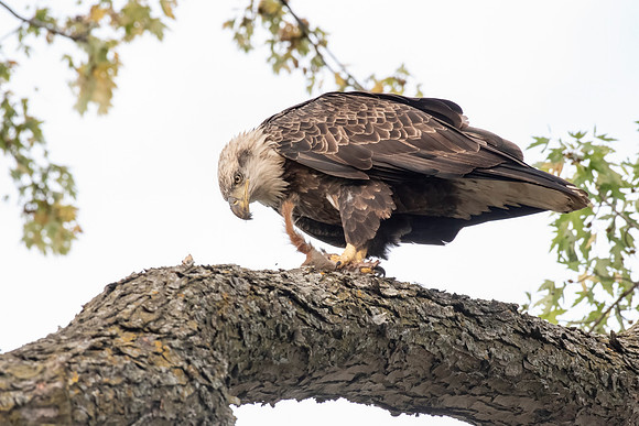 Eagle with red squirrel (tail)