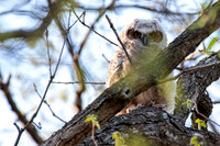 Great-horned Owlet