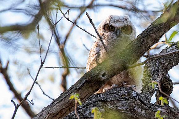 Great-horned Owlet