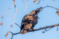 Juvenile Bald Eagle with Branch