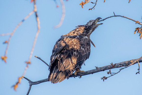 Juvenile Bald Eagle with Branch