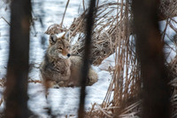 Resting, waiting