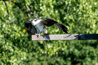 Osprey 5