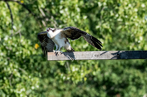Osprey 5