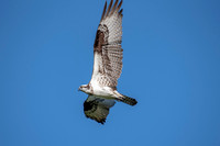 Osprey 3