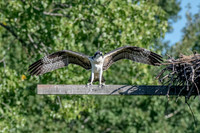 Osprey 11