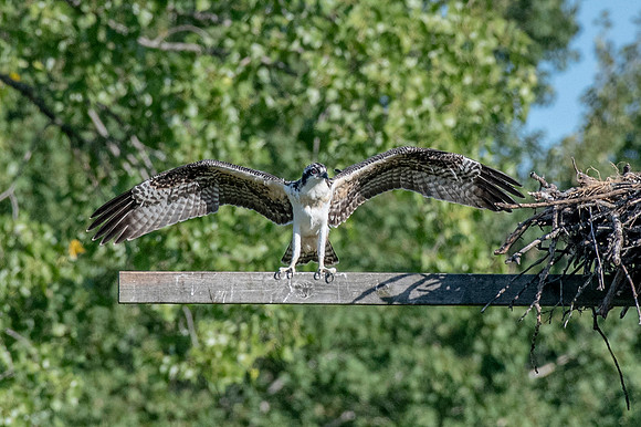 Osprey 11