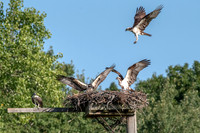 Osprey 16