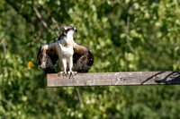 Osprey 7