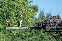 Osprey 18