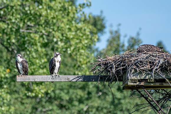 Osprey 18