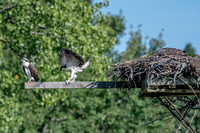Osprey 19