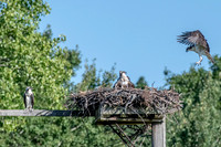Osprey 17
