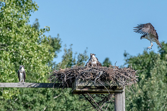 Osprey 17